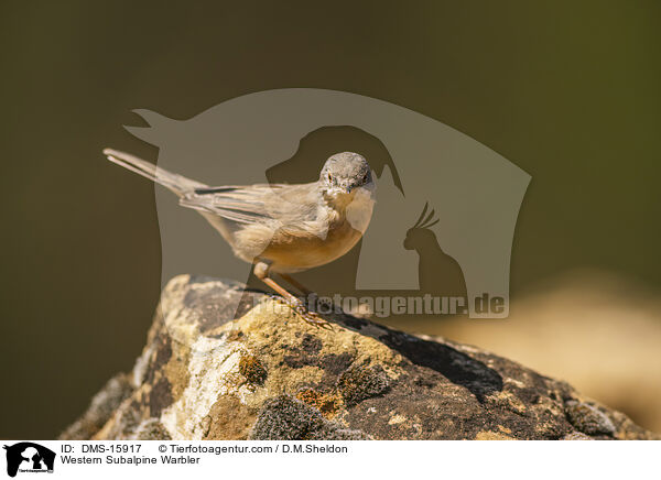 Westliche Weibartgrasmcke / Western Subalpine Warbler / DMS-15917