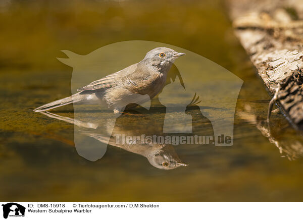 Westliche Weibartgrasmcke / Western Subalpine Warbler / DMS-15918