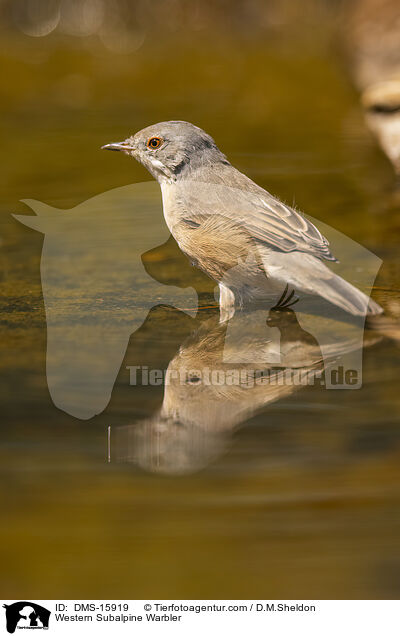 Westliche Weibartgrasmcke / Western Subalpine Warbler / DMS-15919