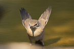Western Subalpine Warbler