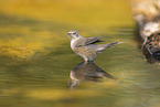 Western Subalpine Warbler