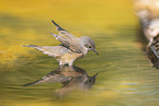 Western Subalpine Warbler