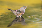 Western Subalpine Warbler