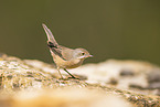 Western Subalpine Warbler