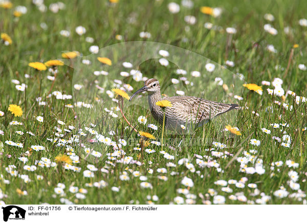 whimbrel / FF-01756