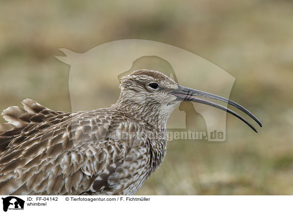 Regenbrachvogel / whimbrel / FF-04142