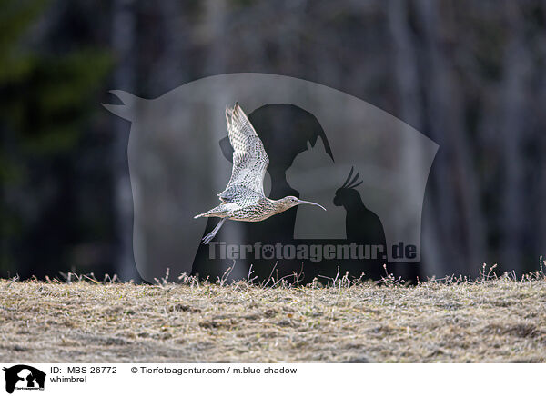 whimbrel / MBS-26772