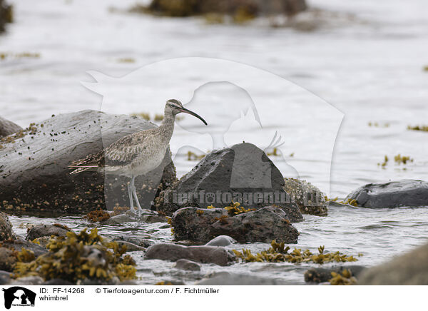 whimbrel / FF-14268