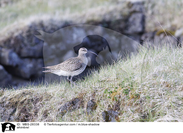 Regenbrachvogel / whimbrel / MBS-28338