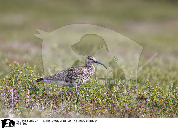 Regenbrachvogel / whimbrel / MBS-28357