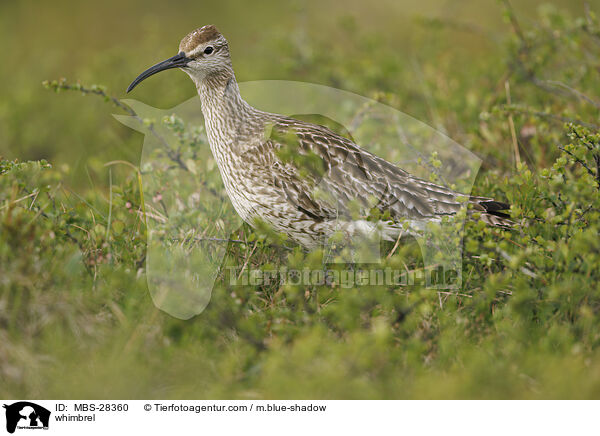Regenbrachvogel / whimbrel / MBS-28360