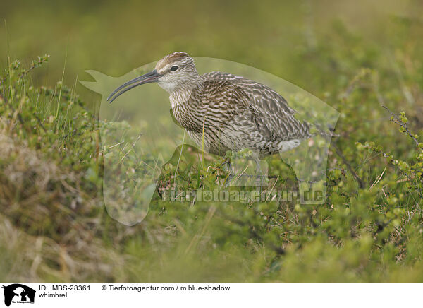 Regenbrachvogel / whimbrel / MBS-28361