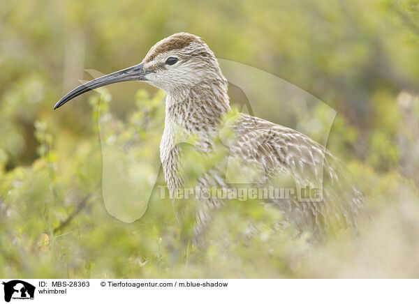 Regenbrachvogel / whimbrel / MBS-28363