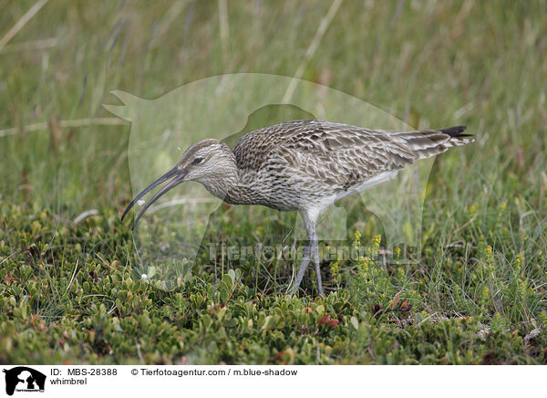 Regenbrachvogel / whimbrel / MBS-28388