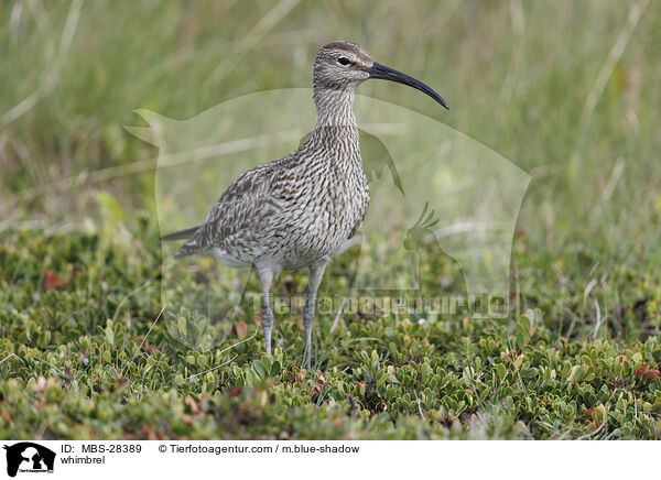 Regenbrachvogel / whimbrel / MBS-28389