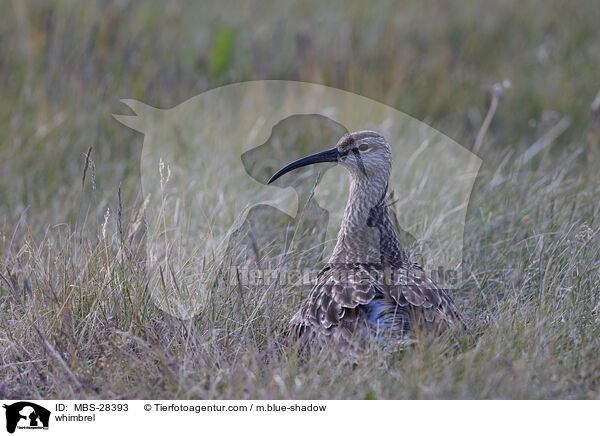 Regenbrachvogel / whimbrel / MBS-28393
