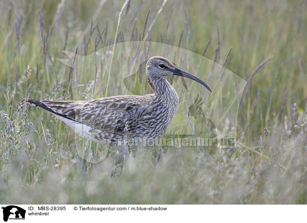 Regenbrachvogel / whimbrel / MBS-28395