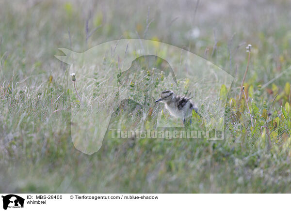 Regenbrachvogel / whimbrel / MBS-28400
