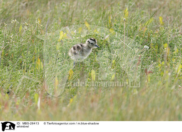 Regenbrachvogel / whimbrel / MBS-28413