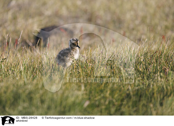 Regenbrachvogel / whimbrel / MBS-28428