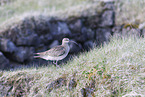whimbrel