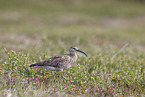 whimbrel