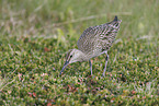 whimbrel