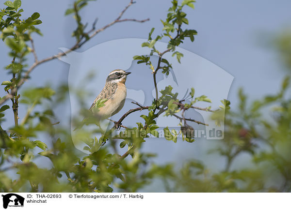 Braunkehlchen / whinchat / THA-02693