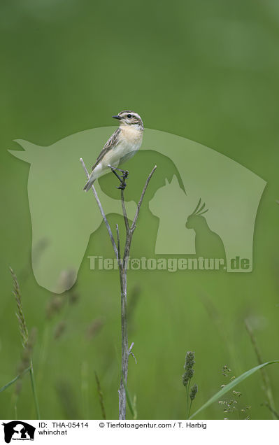 Braunkehlchen / whinchat / THA-05414