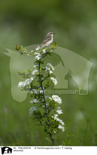 Braunkehlchen / whinchat / THA-05416