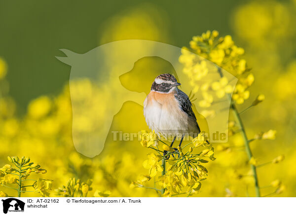 Braunkehlchen / whinchat / AT-02162