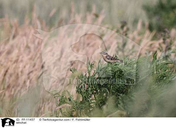 winchat / FF-11457