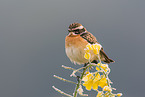 whinchat