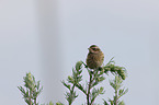 young whinchat