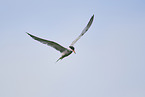 whiskered tern