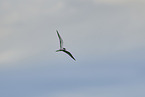 whiskered tern