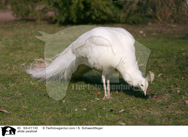 white peafowl / SS-01130