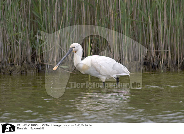 Lffler / Eurasian Spoonbill / WS-01865
