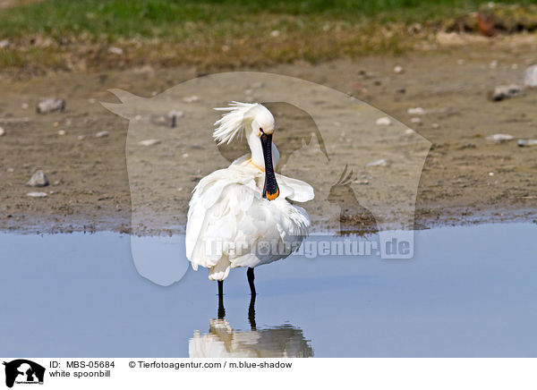 white spoonbill / MBS-05684