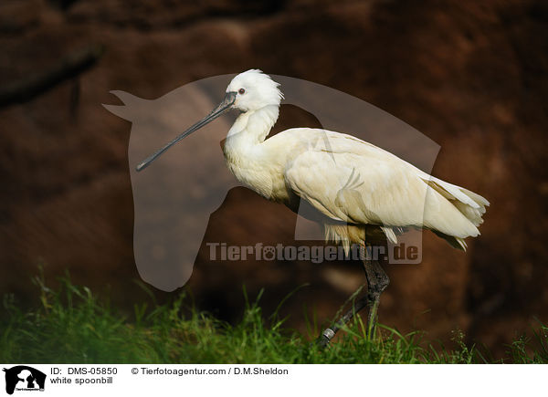 white spoonbill / DMS-05850