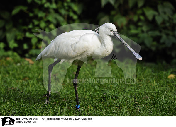 white spoonbill / DMS-05866