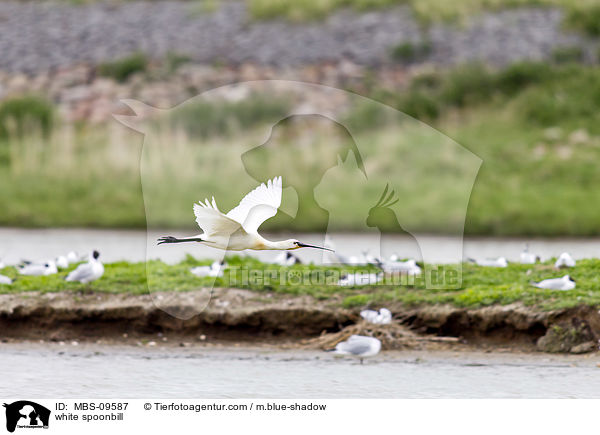 white spoonbill / MBS-09587