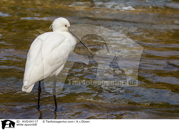 Lffler / white spoonbill / AVD-04117