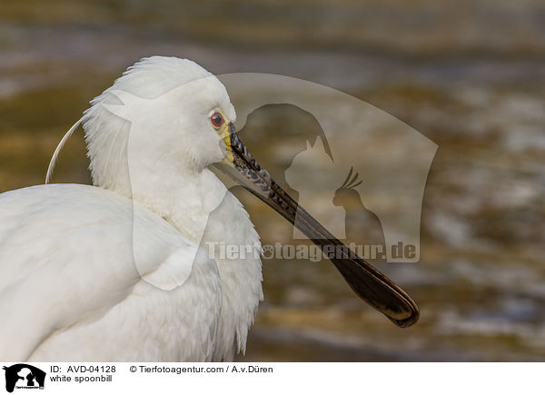 Lffler / white spoonbill / AVD-04128