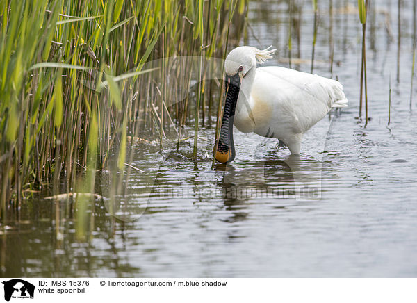 white spoonbill / MBS-15376
