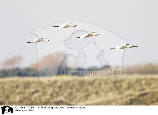 white spoonbills / MBS-15389
