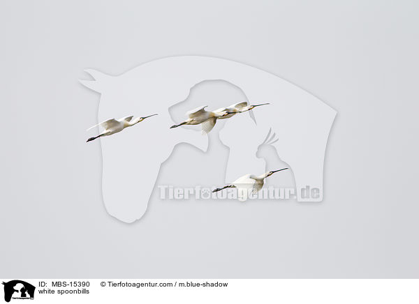 white spoonbills / MBS-15390