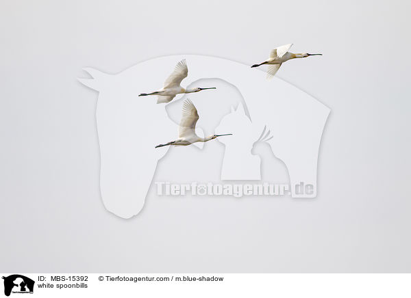 white spoonbills / MBS-15392