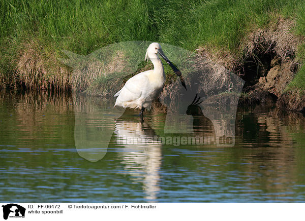 white spoonbill / FF-06472