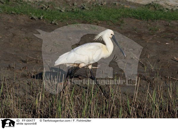 white spoonbill / FF-06477